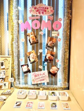 pignicモモちゃん特設会場