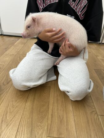 セラピーピッグで触れ合う様子