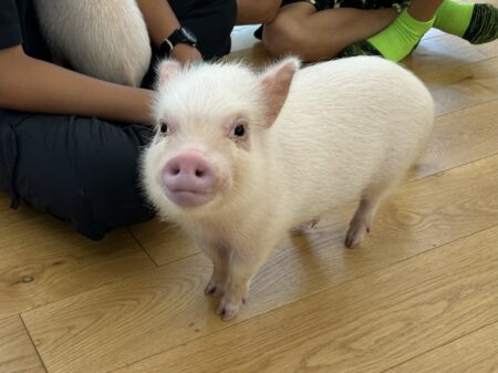 pignic セラピーピッグ活動