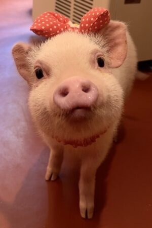 マイクロブタのモモちゃん