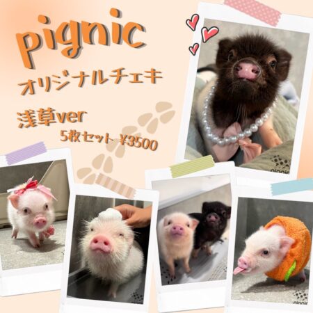 pignic cafe浅草店オリジナルチェキセット