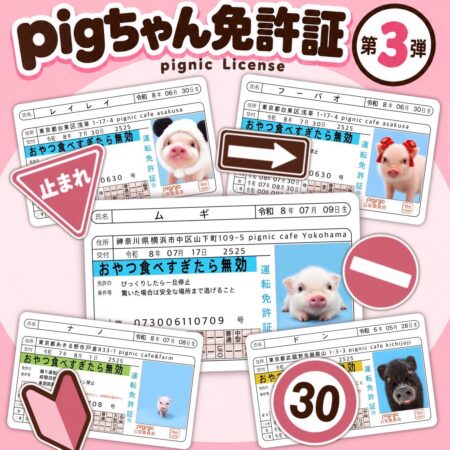 pigちゃん免許証 第3弾