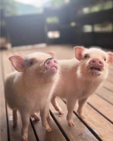 pignic farm&cafe あきる野店冬季営業時間変更（時短営業）のお知らせ