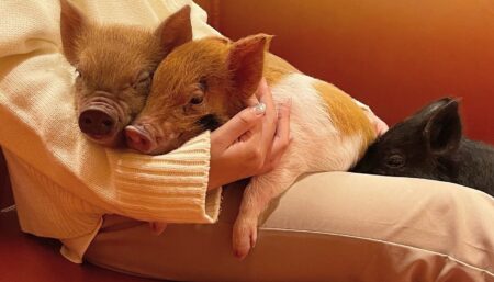 pignic cafe 代々木公園店　店内の様子